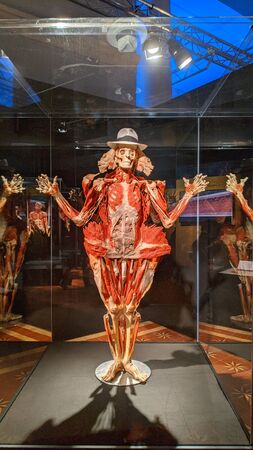 Kiev, Ukraine, November 4, 2019. Famous exhibition Body Worlds shows human body with muscles. All the exhibits from the museum where plastinated bodies.のeditorial素材
