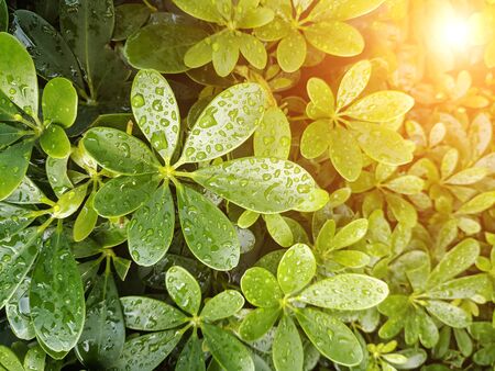Water drops after summer rain on green small leaves under bright sun lights at early morning.の写真素材
