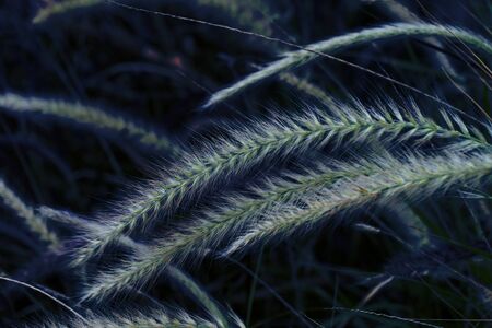 Beautiful grass field on classic blue background, the color of the year 2020.の写真素材