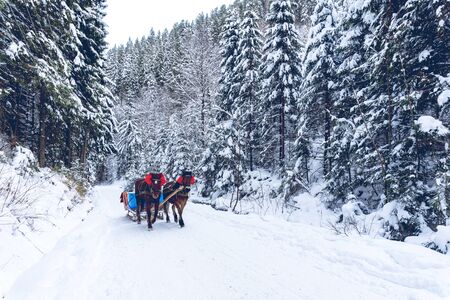 Horses at the road in winter forest. Snow in all around. Day time. Good background.の写真素材