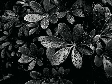 Black shiny leaves with water drops after rain, background, unusual color, trend of the year, concept if munimal black.の写真素材