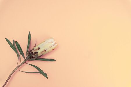 Protea flower on peach background, minimal concept, copy space.の写真素材