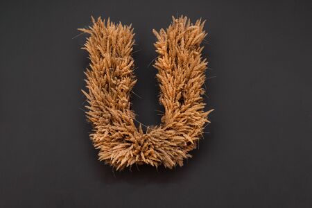 Letter U made from wheat on black background. Natural alphabet concept.の写真素材