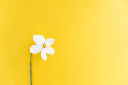 Close up of fresh white beautiful daffodil on yellow background, minimal concept, happy mothers day.