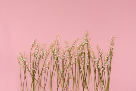 Closeup at white lily of the valley in a raw on pink background, view from the top, copy space.の写真素材