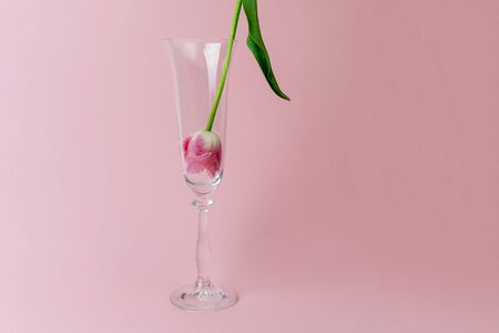 Closeup at pink tulip upside down at shampagne glass with no water on pink background, copy space, creative concept.の写真素材