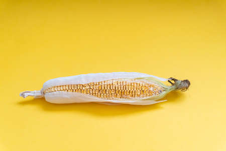View at moldy dried corn at yellow background, copy space, no people, trash waste product.の写真素材
