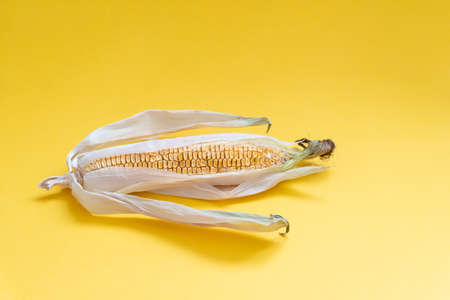 View at the moldy dried yellow corn with dried leaves on yellow background, spoiled product, not edible, copy space.の写真素材