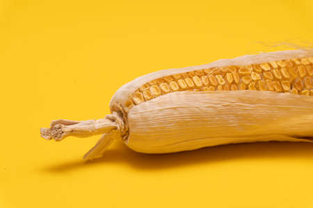 Botton part of moldy dried corn on yellow background, copy space, not eatable, waste foodの写真素材