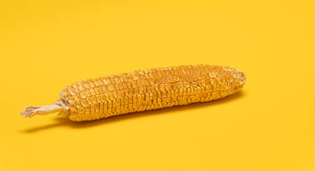 Moldy dried corn at yellow background, not eatable, copy space.の写真素材