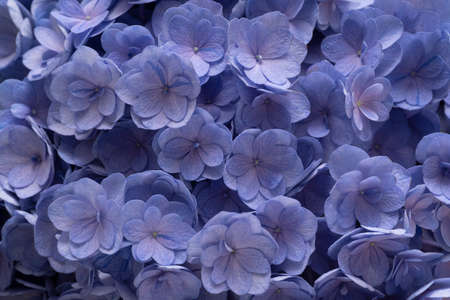 Closeup at beautiful violet flowers of hydrangea, macro image, flower in blossomの写真素材