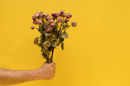 Dry roses flowers in male hands at yellow background. Copy space. Lost love concept.の写真素材