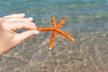 Caucasian hand holding beautiful sea starfish at the background of the sea, copy space, sea and ocean creatures.の写真素材