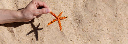 Caucasian man holding sea starfish at the sand background, banner format, copy space.の写真素材