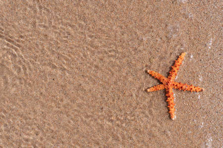 Closeup at sea starfish at water at the sand, view from the top, copy space, ocean and sea creatures, summer sea resort.の写真素材
