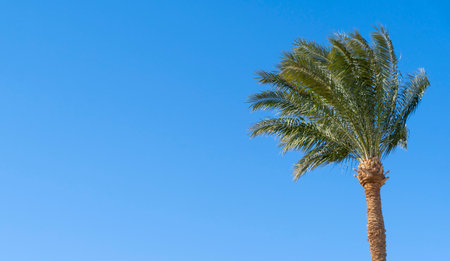 View at green asian tall palm at blowing wind at the blue sky, copy space, summer time, place for text.の写真素材