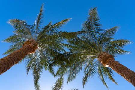 View from down up at the green asian palms at blue sky, summer time.の写真素材