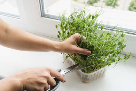 Cutting micro greens with scissors on windowsill, view from the top.の写真素材