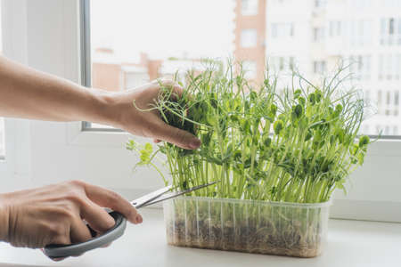 Cutting microgreens for prepairing food on windowsill at daytime. Caucasian hands using scissors. Healthy diet concept.の写真素材