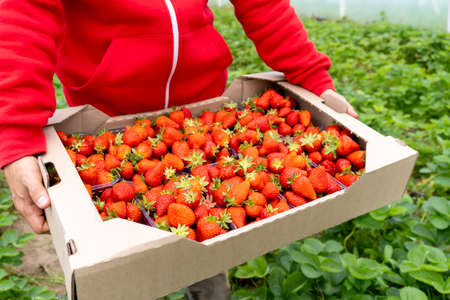 Plastic box with red strawberry at caucasian woman hands. Close up. Tasty seasonal fruit, fresh and heathy. Green strawberry leaves at background.の写真素材
