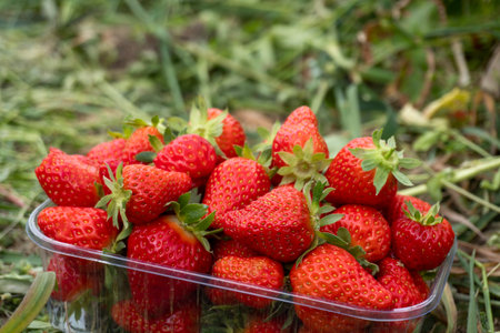 Plastic box with red strawberry at green grass background. Close up. Tasty seasonal fruit, fresh and heathy.の写真素材