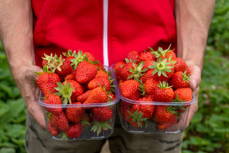 Plastic box with red strawberry at caucasian woman hands. Close up. Tasty seasonal fruit, fresh and heathy. Green strawberry leaves at background.の写真素材