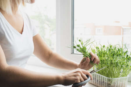 Young caucasian woman cutting micro greens with scissors on windowsill, Healthy organic eco food, daytime.の写真素材