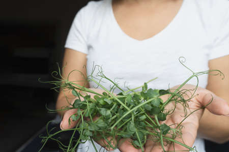 Micro greens at caucasian woman hands, close up. Healthy organic eco food. Black background.の写真素材