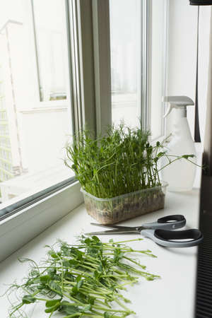 Cutting micro greens with scissors on windowsill, view from the top, close up. Healthy organic eco food. Vertical image.の写真素材