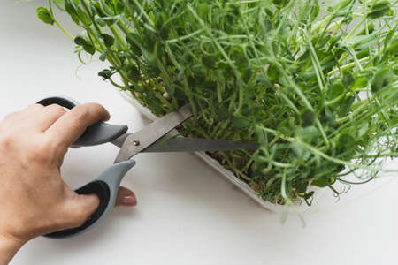Cutting micro greens with scissors on windowsill, view from the top, close up. Healthy organic eco food.の写真素材