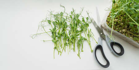 Cutting micro greens with scissors on windowsill, view from the top, close up. Healthy organic eco food.の写真素材
