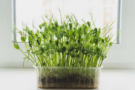 View at green fresh microgreens on windowsill. Healthy organic eco food.の写真素材