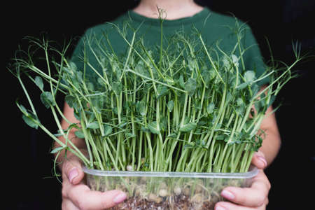 Fresh green microgreens in front of woman at green t-short, at caucasian hands. Healthy organic eco food. Black background.の写真素材