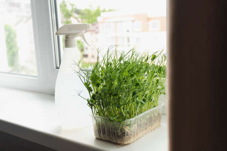 View at microgreens on windowsill. Healthy organic eco food.の写真素材