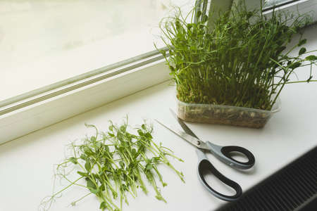 Cutting micro greens with scissors on windowsill, view from the top, close up. Healthy organic eco food.の写真素材