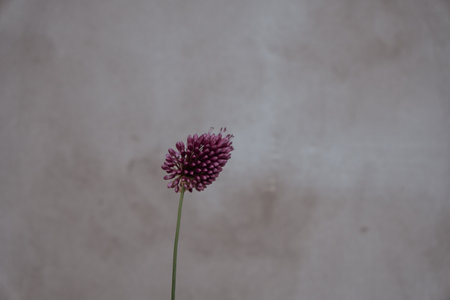 Small beautiful purple flower at background of gray wall, copy space, minimalism.の写真素材