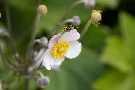 Illustration on green backdrop. Black background. Macro closeup.の写真素材