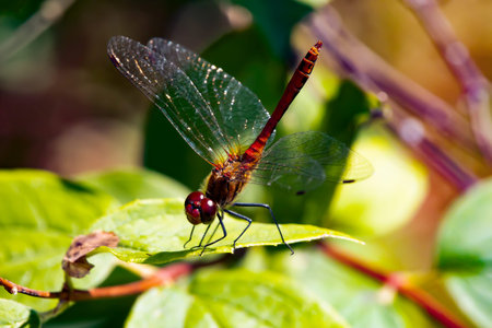 Close-up of a beautiful dragonfly. Translucent wings shine in the sun.
