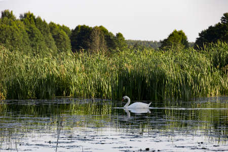 Beautiful landscape with a forest lake with a swan, reeds and trees. Green wildlife use as natural background. Summer nature. Environmental protection.の写真素材