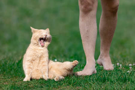 A funny case with a pet. The cat was accidentally stepped on by the tail.の写真素材