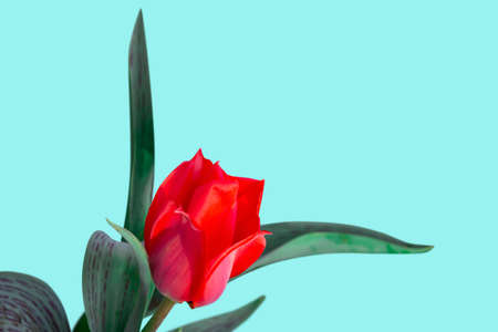 Close-up of a beautiful red tulip flower isolated on a light background. Image for a holiday greeting card. Greeting for Valentines, Mother's day, wedding or anniversary. banner design.の写真素材