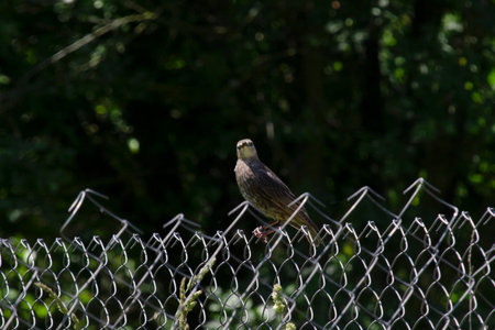 A young starling (Sturnus Vulgaris) is resting. The bird looks at the camera. Blurred green plant background.の写真素材