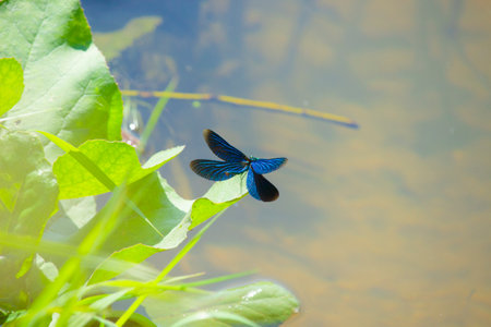 A sparkling dragonfly in the summer sun.の写真素材