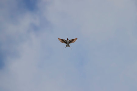 A flying barn Swallow (Hirundo rustica) opened its wings against the background of a blue sky with...