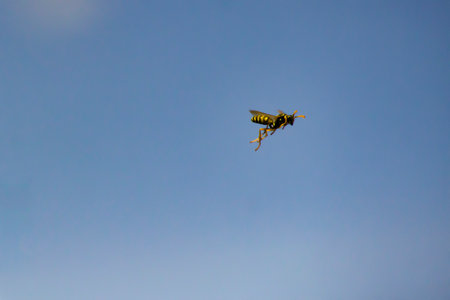 A flying European paper wasp (Polistes dominula) in the sunlight against a blue sky.の写真素材