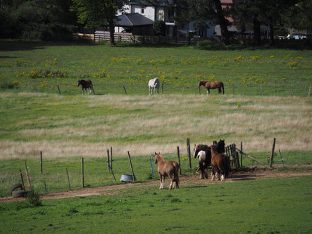 horses grazing in a field in the sun