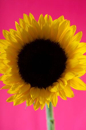 a bright colourful close up of a giant sunflower against a pink plain backgroundの写真素材