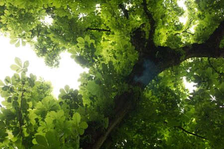 Looking up into horse chestnut tree showing fresh spring leavesの写真素材