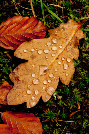 close up of brown leaves and moss with water droplets in Autumn
