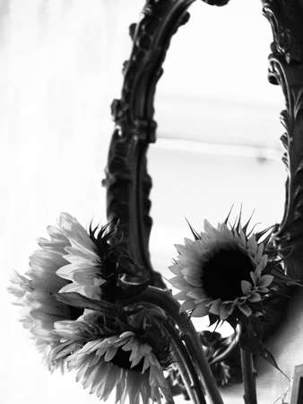 monochrome black and white still life of sunflowers and decorative mirror in backgroundの写真素材